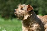 NORFOLK TERRIER 090